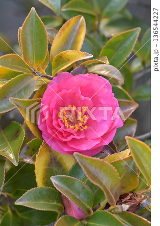 美しいサザンカ (山茶花:Camellia sasanqua) 美しいサザンカ (山茶花:Camellia sasanqua) 136544227