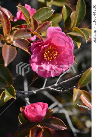 美しいサザンカ　(山茶花：Camellia sasanqua) 136544230