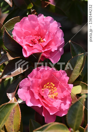 美しいサザンカ　(山茶花：Camellia sasanqua) 136544232
