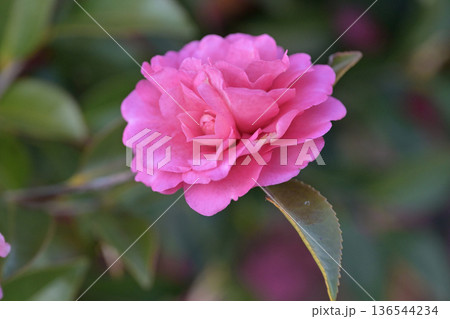 美しいサザンカ (山茶花:Camellia sasanqua) 美しいサザンカ (山茶花:Camellia sasanqua) 136544234