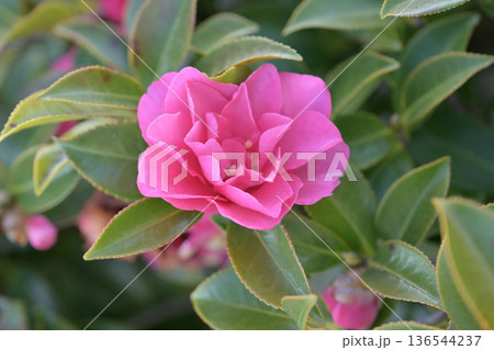 美しいサザンカ　(山茶花：Camellia sasanqua) 136544237