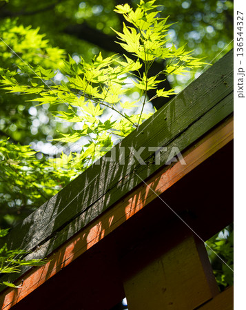 神社の鳥居と青紅葉 神社の鳥居と青紅葉 136544327