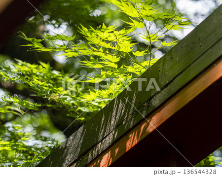 神社の鳥居と青紅葉 神社の鳥居と青紅葉 136544328
