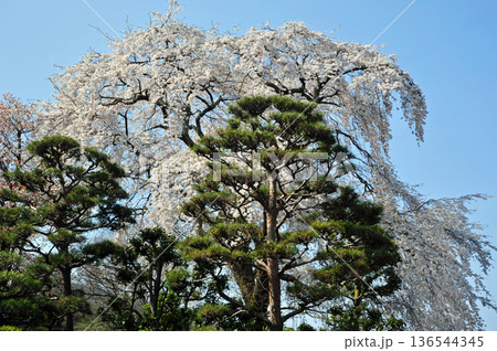 坂本 薬樹院の太閤桜 坂本 薬樹院の太閤桜 136544345