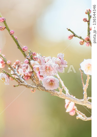梅① 136544346