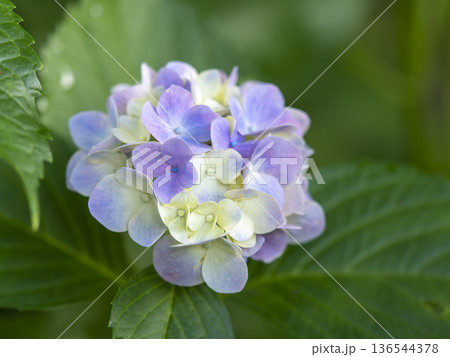 信貴山に咲く紫陽花 信貴山に咲く紫陽花 136544378