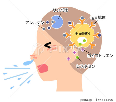 アレルギー発症のしくみ 花粉症のメカニズム アレルギー発症のしくみ 花粉症のメカニズム 136544390