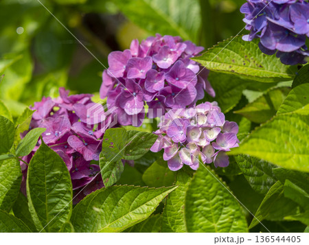 信貴山に咲くピンク色の紫陽花 136544405