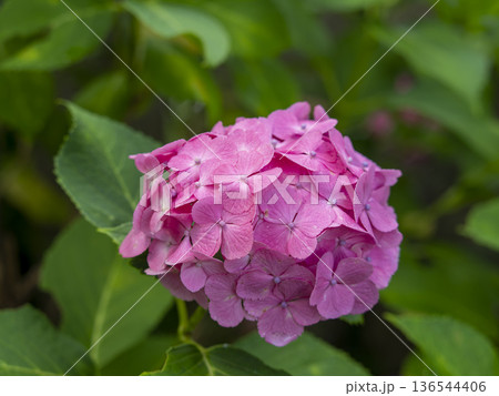 信貴山に咲くピンク色の紫陽花 信貴山に咲くピンク色の紫陽花 136544406
