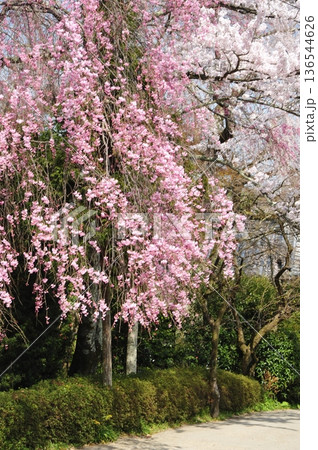 春の陽気　坂本　律院の紅枝垂桜 136544626