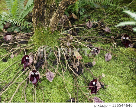 アリストロキア・サルバドレンシス(ダース・ベイダー) アリストロキア・サルバドレンシス(ダース・ベイダー) 136544646