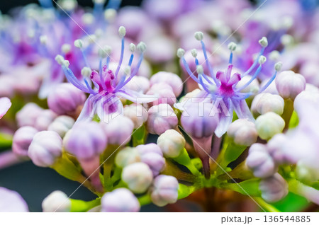 額紫陽花の蕾と花 額紫陽花の蕾と花 136544885