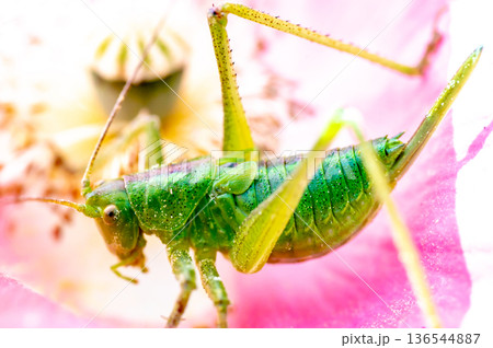 花の中に居るヤブキリの赤ちゃん 136544887