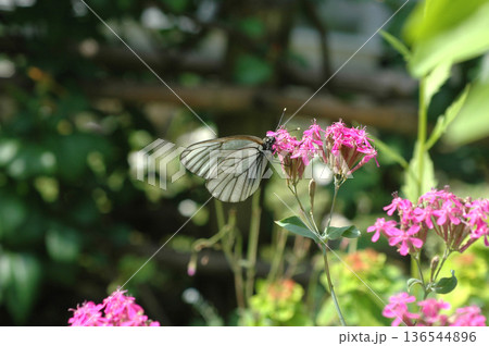 コマチソウを訪れたエゾシロチョウ コマチソウを訪れたエゾシロチョウ 136544896