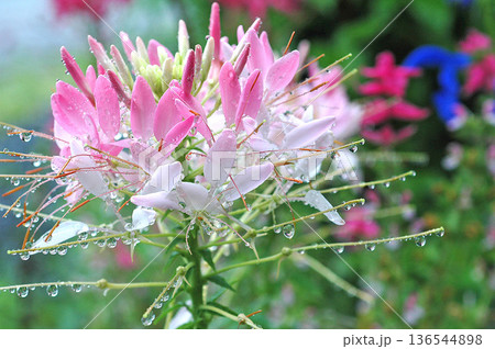 雨に濡れたクレオメの花、白からピンクへのグラデーションが美しい 136544898