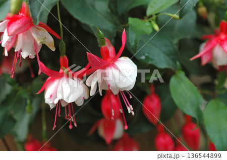 紅白のフクシアの花アップ 136544899