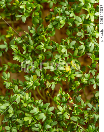 Fresh Green Cress Sprouts Healthy Microgreens As Background Fresh Green Cress Sprouts Healthy Microgreens As Background 136545057