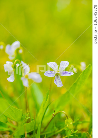 白色のスミレの花 136545379