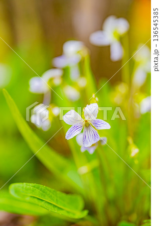 白色のスミレの花 白色のスミレの花 136545385