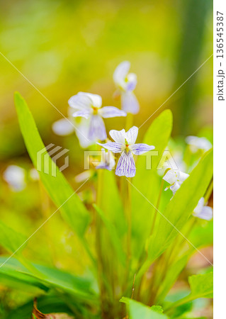 白色のスミレの花 136545387