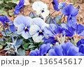 春の花 136545617