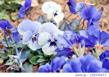 春の花 春の花 136545617