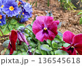春の花 136545618