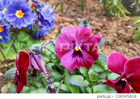 春の花 春の花 136545618