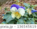 春の花 136545619