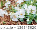 春の花 136545620
