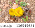福寿草 136545621