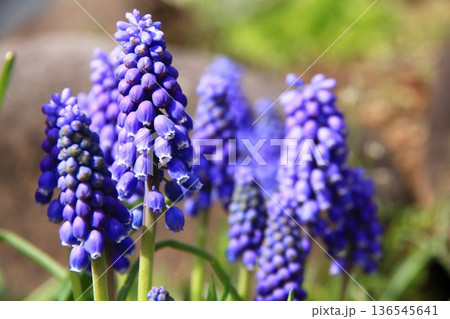 ムスカリの花 136545641
