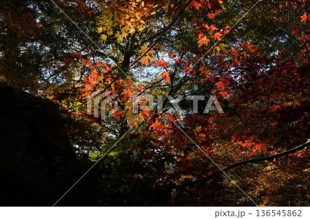 紅葉の林に太陽が注いでる風景 紅葉の林に太陽が注いでる風景 136545862