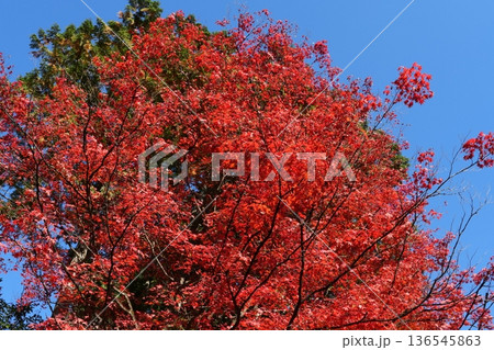 真っ赤な紅葉と青空 真っ赤な紅葉と青空 136545863
