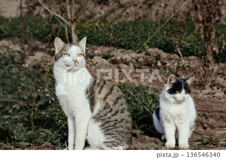 White and gray cat with yellow eyes and black and white kitten with orange eyes sitting together among low green plants outdoors. Natural light and calm atmosphere, ideal image for pet and nature White and gray cat with yellow eyes and black and white kitten with orange eyes sitting together among low green plants outdoors. Natural light and calm atmosphere, ideal image for pet and nature 136546340