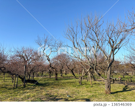 冬の偕楽園・梅林の風景と青空(茨城県水戸市) 冬の偕楽園・梅林の風景と青空(茨城県水戸市) 136546369