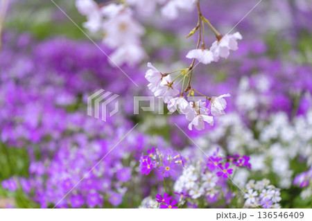 桜 桜 136546409