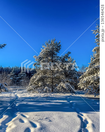 A serene winter scene. Footprints mark a path through deep, fresh snow towards snow-covered pine trees under a brilliant blue sky, evoking a peaceful mood.. High quality photo 136546428