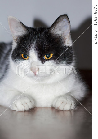 Black and white kitten with orange eyes lying down, very beautiful and expressive. Calm home setting makes the image ideal for pet photography, lifestyle, and interior themes Black and white kitten with orange eyes lying down, very beautiful and expressive. Calm home setting makes the image ideal for pet photography, lifestyle, and interior themes 136546671