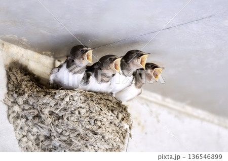 ツバメ ツバメ 136546899