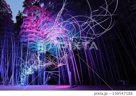 栃木県若竹の杜 若山農場ライトアップ 栃木県若竹の杜 若山農場ライトアップ 136547188