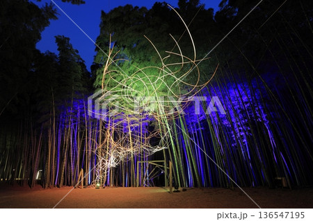 栃木県若竹の杜　若山農場ライトアップ 136547195