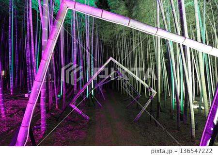 栃木県若竹の杜 若山農場ライトアップ 栃木県若竹の杜 若山農場ライトアップ 136547222