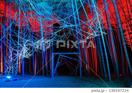 栃木県若竹の杜 若山農場ライトアップ 栃木県若竹の杜 若山農場ライトアップ 136547224