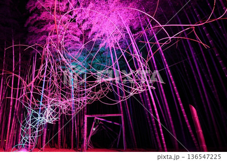 栃木県若竹の杜 若山農場ライトアップ 栃木県若竹の杜 若山農場ライトアップ 136547225