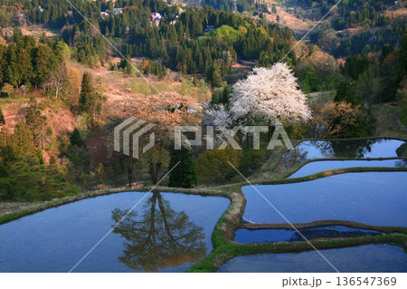新潟県十日町市松代儀明棚田の桜 136547369