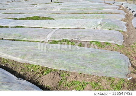 農業用不織布・べたがけ 農業用不織布・べたがけ 136547452