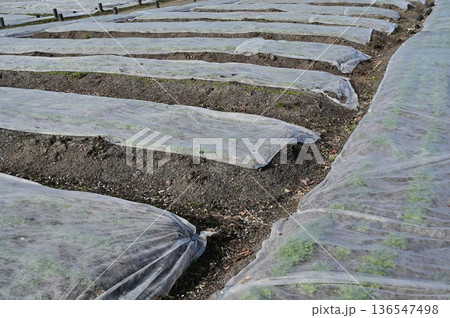 農業用不織布・べたがけ 136547498