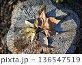 切り株の上の落ち葉 136547519