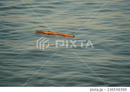 流木 136548399